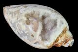 Chalcedony Replaced Gastropod With Druzy Quartz - India #150204-1
